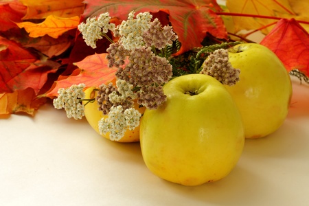 Apples, Autumn leaves and flowersの写真素材