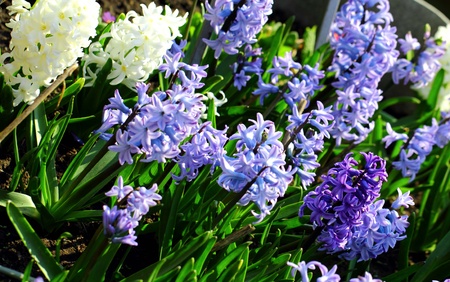 Plantation of white and lilac crocusesの写真素材
