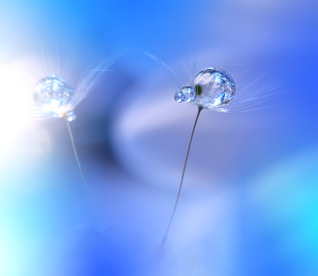 Dandelions with Waterdrops on Blue Background..の写真素材