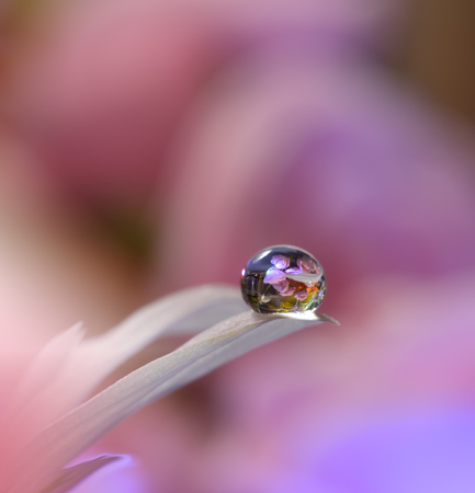 Gentle romantic artistic image. Soft pastel background blur .Reflection of the flower in the dew drop.Shallow depth of field.Modern art.Close up.の写真素材