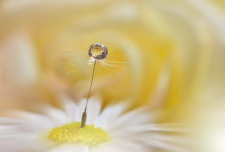 Abstract macro photo with water drops.Artistic Background for desktop.Flowers made with pastel tones.      Tranquil abstract closeup art photography.Print for Wallpaper...Floral fantasy designの写真素材