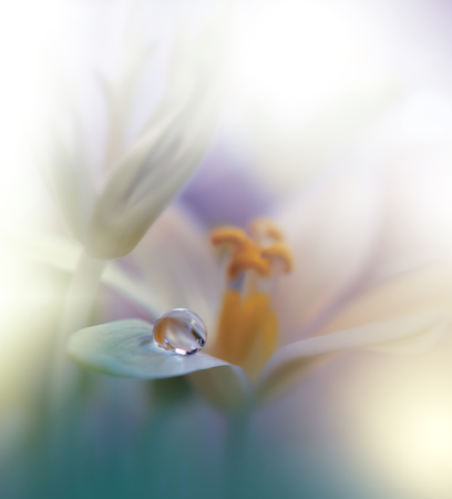 Beautiful macro shot of magic flowers.Border art design. Magic light.Extreme close up macro photography.Conceptual abstract image.Green and White Background.Fantasy Art.Creative Wallpaper.Beautiful Nature Background.Amazing Spring White Flowers.Water drop.の写真素材