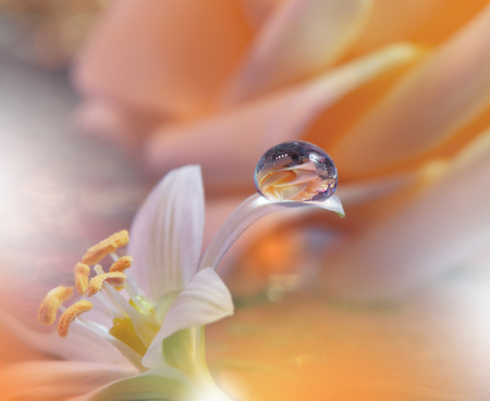 Beautiful macro shot of magic flowers.Border art design. Magic light.Extreme close up macro photography.Conceptual abstract image.White and Orange Natural Background.Fantasy Art.Creative Wallpaper.Beautiful Nature Background.Amazing Spring White Flowers.Water drop.の写真素材
