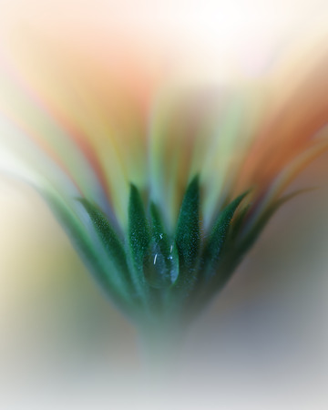 Beautiful macro shot of magic flowers.Border art design. Magic light.Extreme close up macro photography.Conceptual abstract image.Orange and Yellow Background.Fantasy Art.Creative Wallpaper.Beautiful Nature Background.Amazing Spring Flowers.Water drop.の写真素材