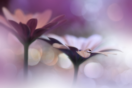 Beautiful macro shot of magic flowers.Border art design. Magic light.Extreme close up macro photography.Conceptual abstract image.Violet and Pink Background.Fantasy Art.Creative Wallpaper.Beautiful Nature Background.Amazing Spring Flowers.Water drop.の写真素材