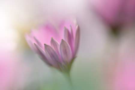 Beautiful macro shot of magic flowers.Border art design. Magic light.Extreme close up macro photography.Conceptual abstract image.Pink and White Background.Fantasy Art.Creative Wallpaper.Beautiful Nature Background.Amazing Spring Flowers.Soft focus.の写真素材