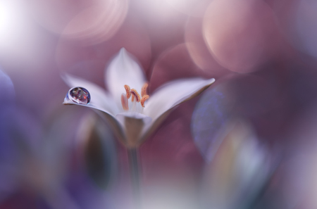 Beautiful Violet Nature Background.Macro Shot of Amazing Spring Magic Flowers.の写真素材