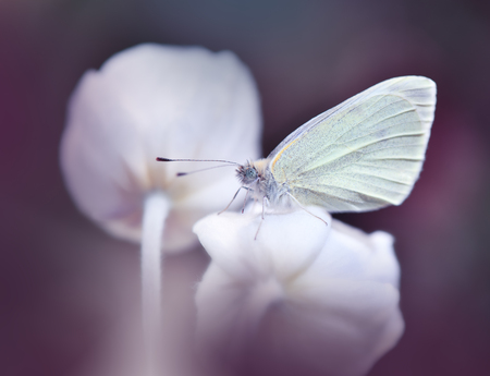 Beautiful Violet Nature Background.Macro Shot of Amazing Spring Magic Flowers.の写真素材
