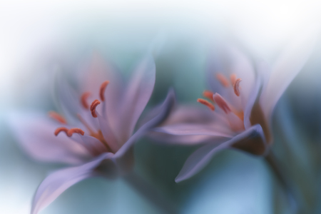 Beautiful Green Nature Background.Macro Shot of Amazing Spring Magic Flowers.の写真素材