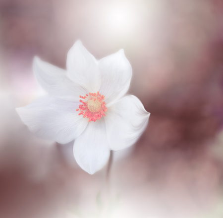 Beautiful Nature Background.Macro Shot of Amazing Spring Magic Anemone Flower.Border Art Design.Magic light.Extreme close up Photography.Conceptual Abstract Image.Fantasy Floral Art.Creative Artistic Wallpaper.の写真素材