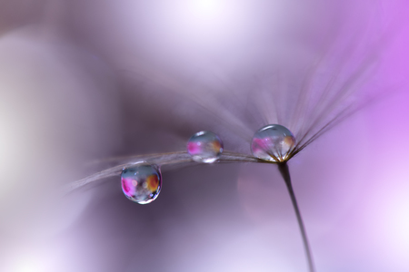 Beautiful Violet Nature Background.Macro Photo of Amazing Spring Magic Dandelion Flower.の写真素材