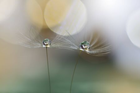 Beautiful  Green Nature Background.Macro Shot of Amazing Spring Dandelion Flowers.Art Design.Close up Photography.Conceptual Abstract Photo.Fantasy Floral Art.Creative Artistic Wallpaper.Romantic Photography.の写真素材