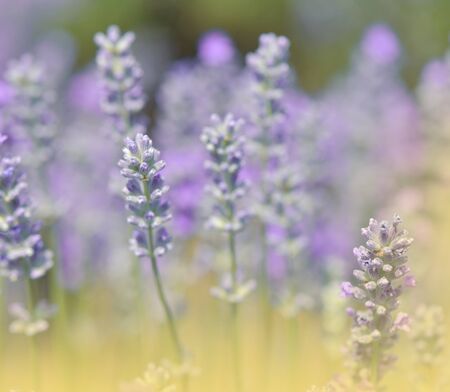 Beautiful Violet Nature Background.Floral Art Design.Soft Focus.Macro Photography.Lavender Field.Summer Floral Background.Artistic Wallpaper.Blooming Violet Fragrant Lavender Flowers.Perfume Ingredient.の写真素材