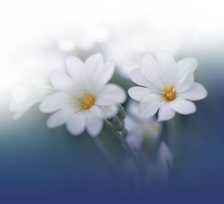 Beautiful Blue Nature Background.Floral Art Design.Soft Focus.Macro Photography.Floral abstract pastel background with copy space.Creative Artistic Wallpaper.の写真素材