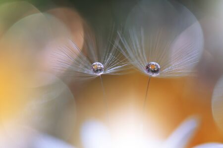 Beautiful Nature Background.Floral Art Design.Abstract Macro Photography.Daisy Flower.Creative Artistic Wallpaper.の写真素材