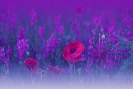 Macro Photo of Amazing Magic Red Poppy Flowers.の写真素材