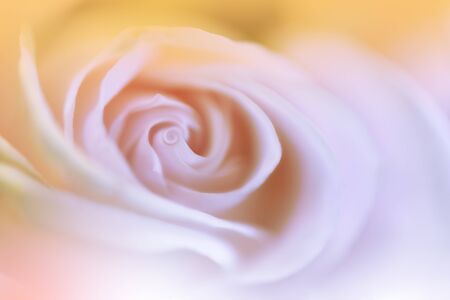 Abstract Macro Photography with White Rose Flower.Creative Artistic Wallpaper.Soft Focus.の写真素材