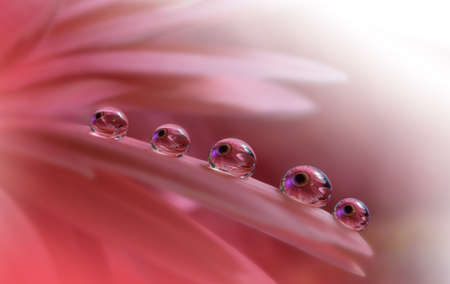 Beautiful Nature Background. Amazing Spring Flowers. Water drops.の写真素材