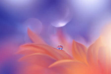 Beautiful Nature Background with Amazing Spring Flowers and Water Drop.の写真素材