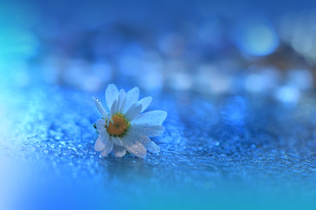 Beautiful Blue Nature Background with White Daisy Flower and Water Drops.の写真素材