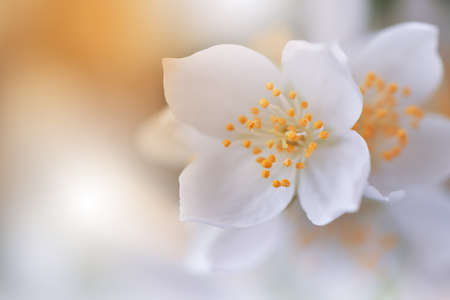 Beautiful Nature Background with Amazing Spring Jasmine Flowers and Copy Space.の写真素材