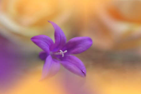 Beautiful Nature Background with Daisy Flower and Water Drop.Floral Art Design.の写真素材