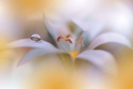 Beautiful Yellow Nature Background with Daisy Flower and Water Drop.Floral Art Design.の写真素材