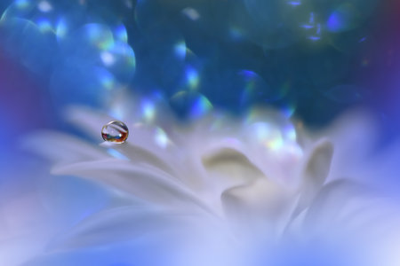 Beautiful Blue Nature Background with Daisy Flower and Water Drop.Floral Art Design.の写真素材
