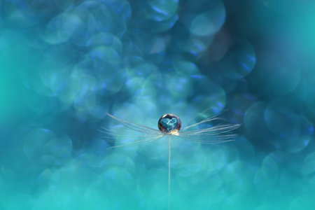 Beautiful Blue Nature Background with Daisy Flower and Water Drop.Floral Art Design.の写真素材