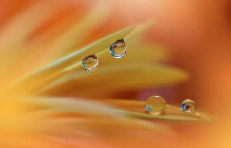 Beautiful Yellow Nature Background with Daisy Flower and Water Drop.Floral Art Design.の写真素材