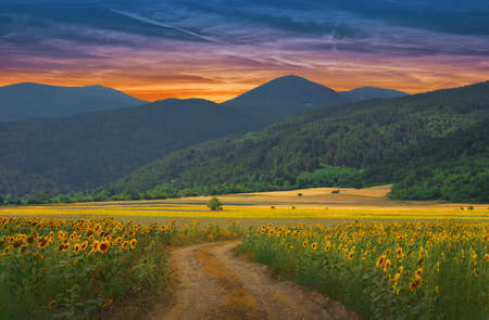 Beautiful Sunflower Field at Sunset.Landscape From a Sunflower Farm.