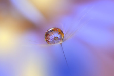 Beautiful Blue Nature Background with Dandelion Flower and Water Drops.Floral Art Design.の写真素材