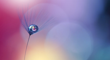 Beautiful Blue Nature Background with Dandelion Flower and Water Drops.Floral Art Design.の写真素材