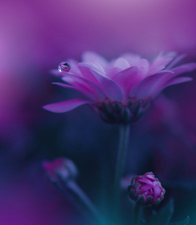 Beautiful Textured Nature Background with Daisy Flower and Water Drop.Floral Art Design.の写真素材