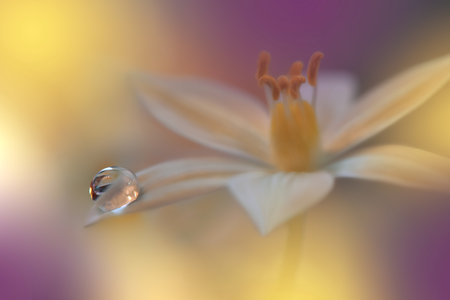 Beautiful Golden Nature Background with White Flower and Water Drops.Floral Art Design.の写真素材