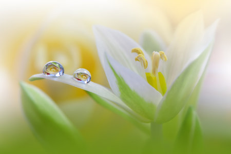 Beautiful Green Nature Background with White Flower and Water Drops.Floral Art Design.の写真素材