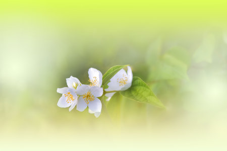 Beautiful Green Nature Background with Amazing Spring Jasmine Flowers and Copy Space.の写真素材