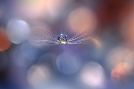 Beautiful Blue Nature Background with Dandelion Flower and Water Drops.Floral Art Design.の写真素材