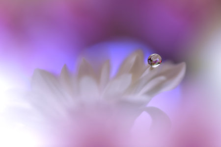 Beautiful Violet Nature Background with White Flower and Water Drops.Floral Art Design.の写真素材