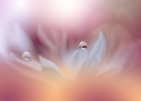 Beautiful Violet Nature Background with White Flower and Water Drops.Floral Art Design.の写真素材