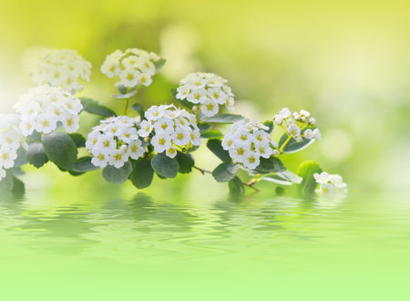 Beautiful Green Nature Background with Amazing Spring White Flowers and Copy Space.の写真素材