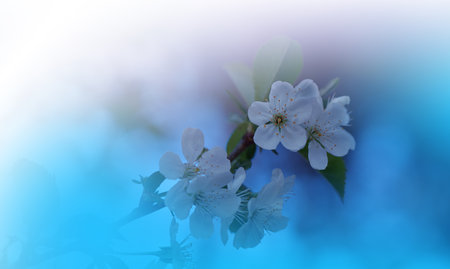 Beautiful Blue Nature Background with Amazing Spring White Flowers and Copy Space.の写真素材