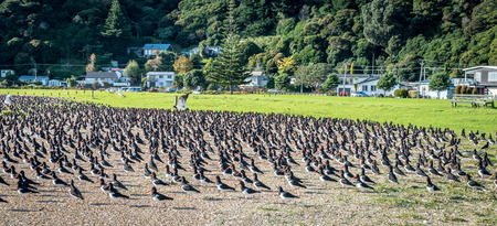 Variable oyster catcherの写真素材