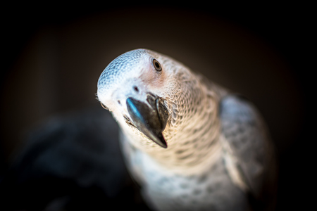 African grey parrot petの写真素材