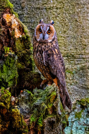 Long-eared owl, Asio otus, in Bohemian-Moravian Highlands. Staring at you.の写真素材