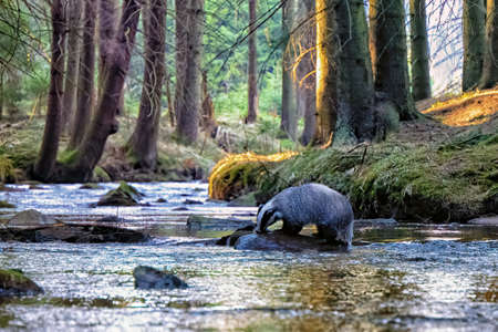 Eurasian Badger in Svratka River. Bohemian-Moravian highlands.の写真素材