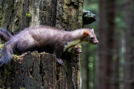 Beech martens sisters on the tree.の写真素材