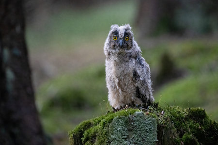 Owl. Bohemian Moravian Highland field.の写真素材