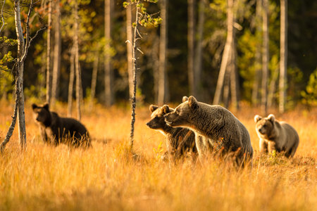 Wildlife in Finland. Bears, Wolverine and birds.の写真素材