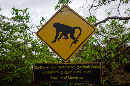 Monkees were everywhere. In the Central Sri Lanka.の写真素材